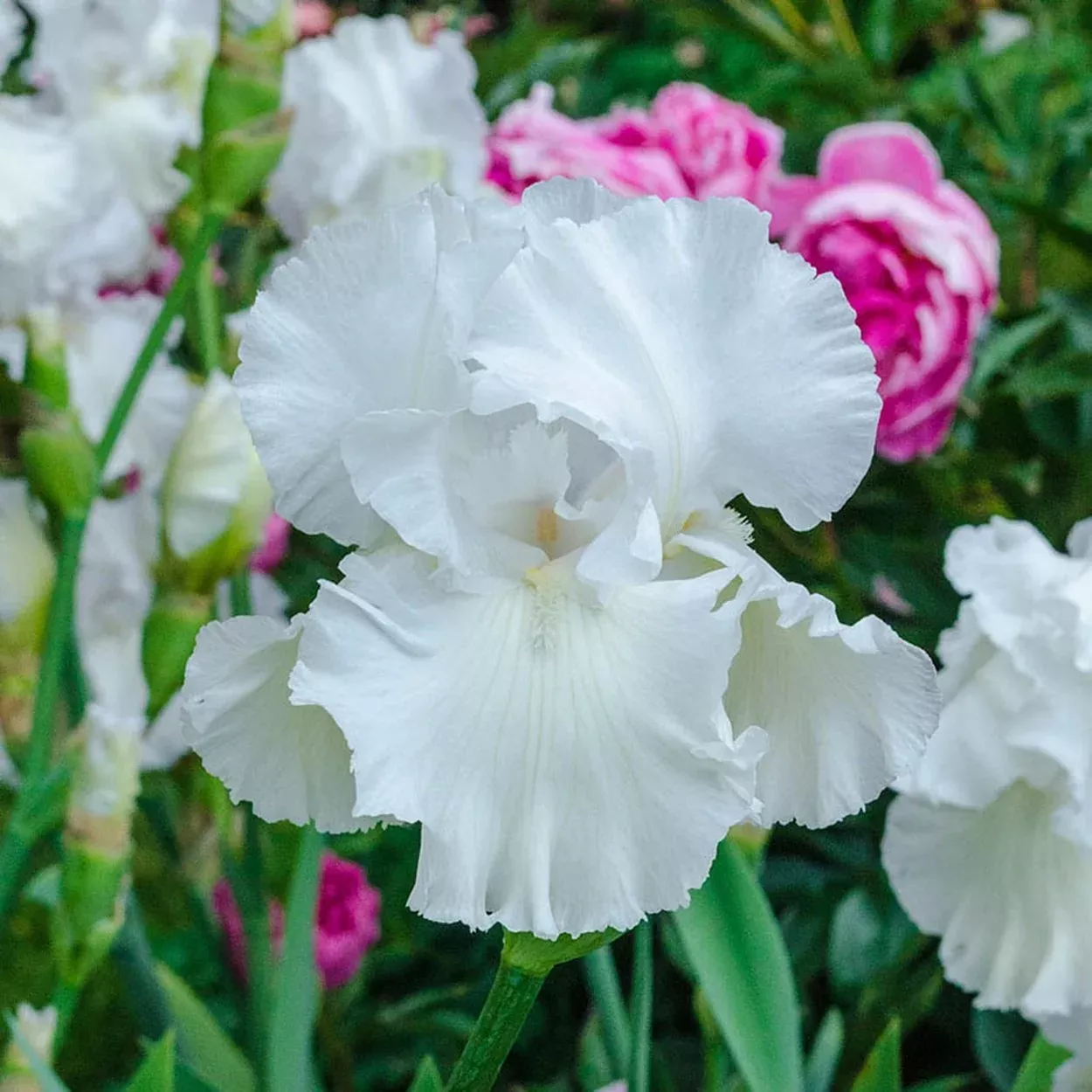 Immortality Reblooming Tall Bearded Iris