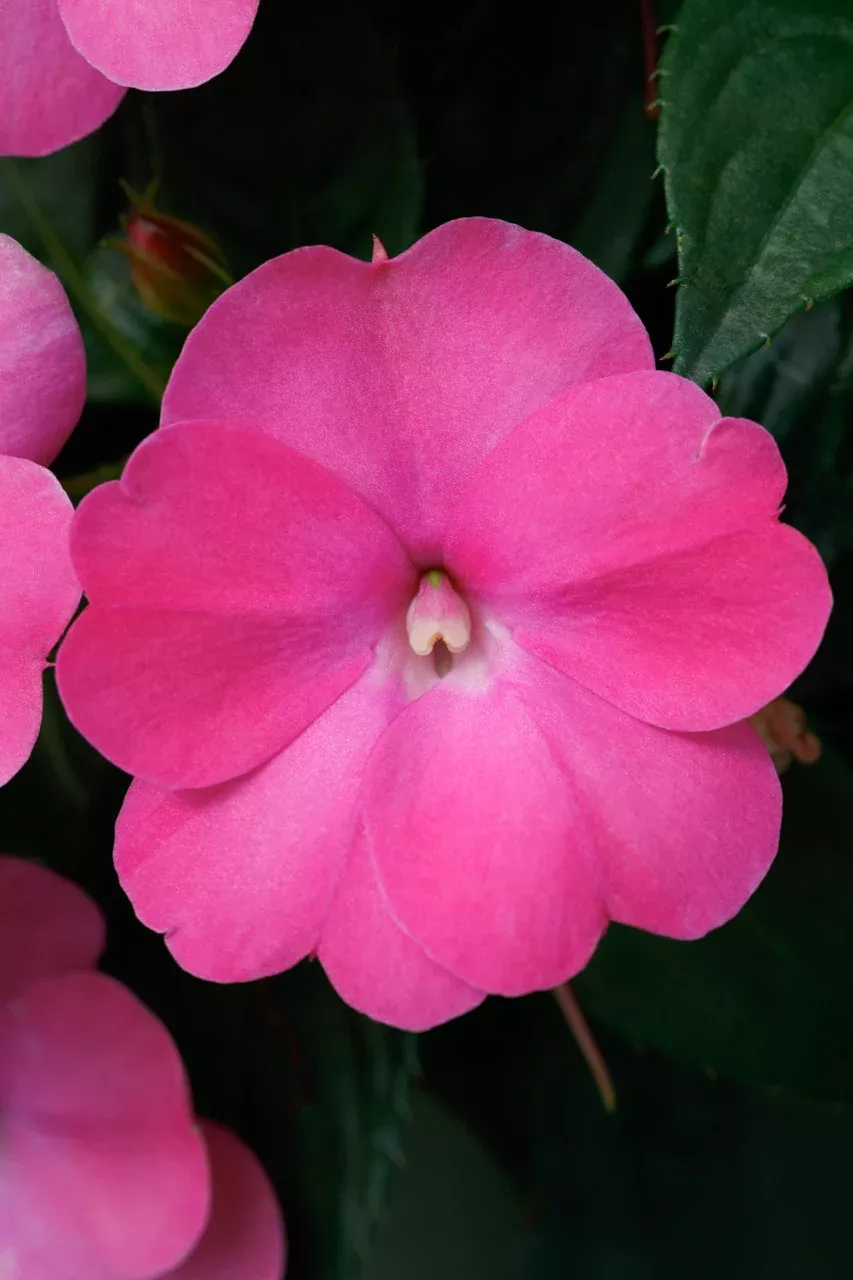 Impatiens SunPatiens Compact Hot Pink