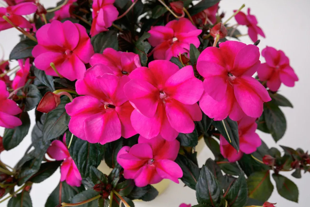 Impatiens SunPatiens Compact Purple Candy