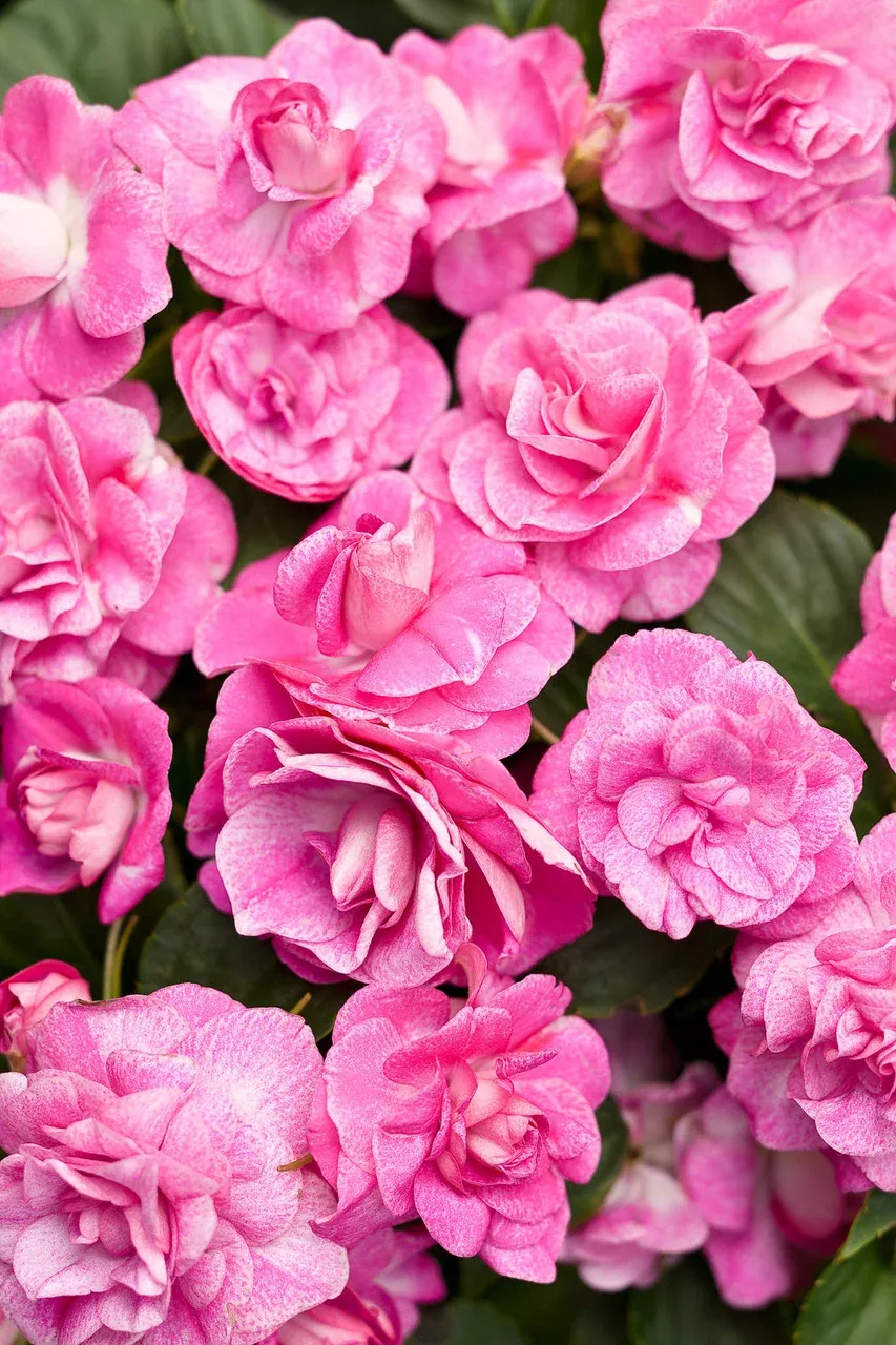 Impatiens walleriana 'Rockapulco Rose'