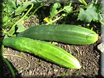 Improved Long Green Cucumber (1872)