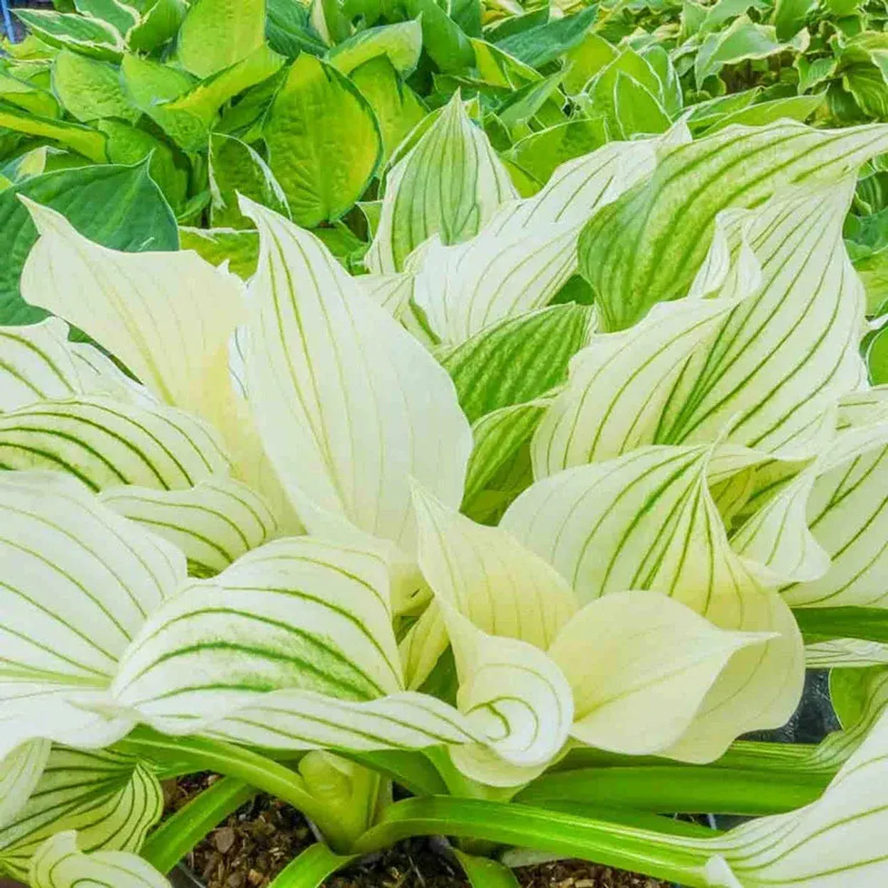 Improved White Feather Hosta