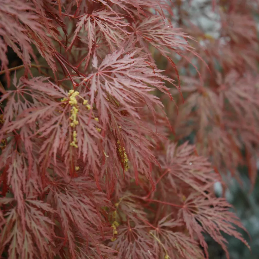 Inaba Shidare Cutleaf Japanese Maple