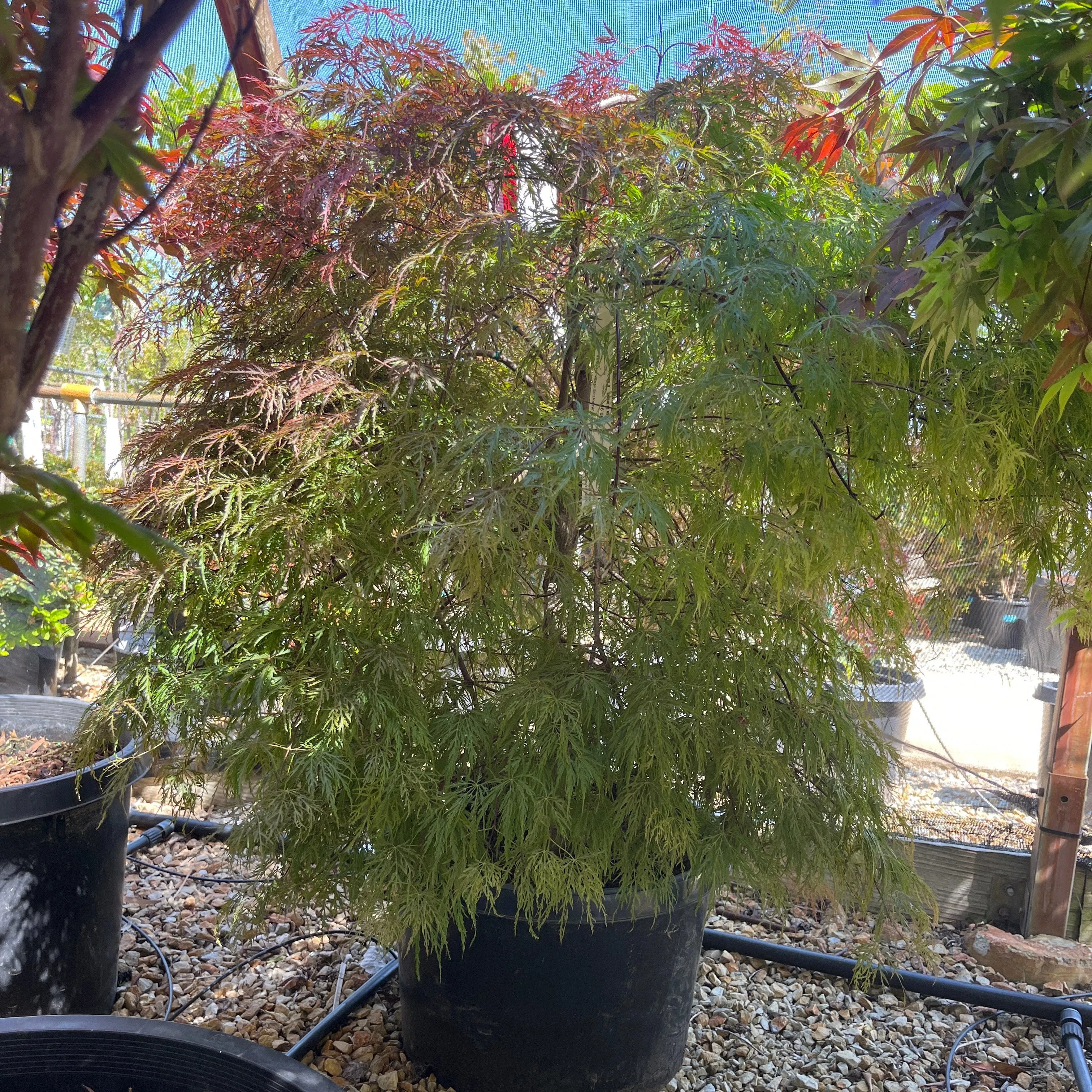 Inaba Shidare Japanese Maple - Acer palmatum - Potted Tree (Multiple Sizes)