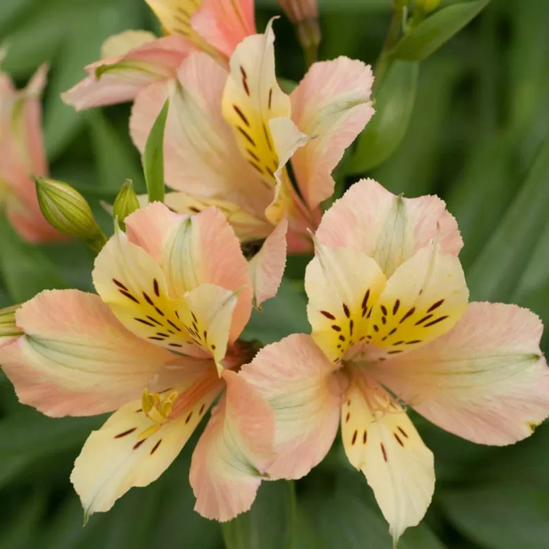 Inca Magic Peruvian Lily