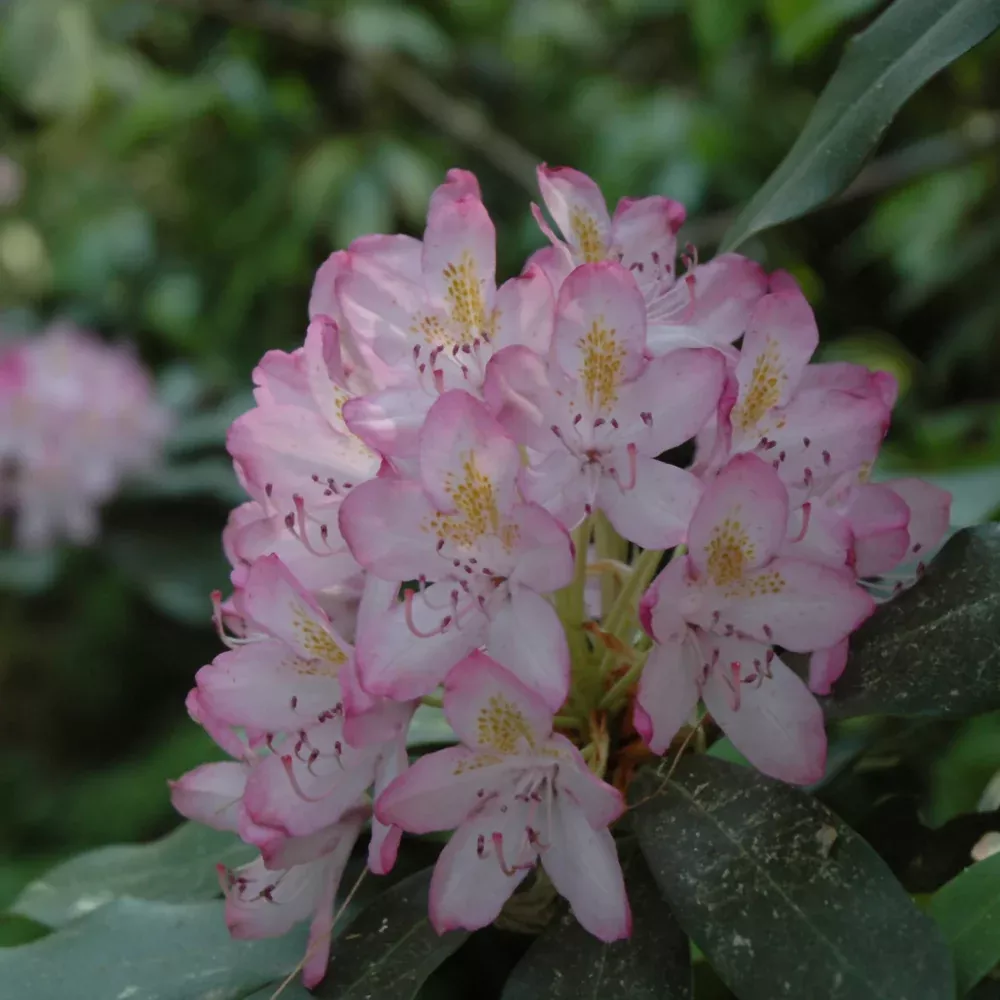 Independence Rosebay Rhododendron