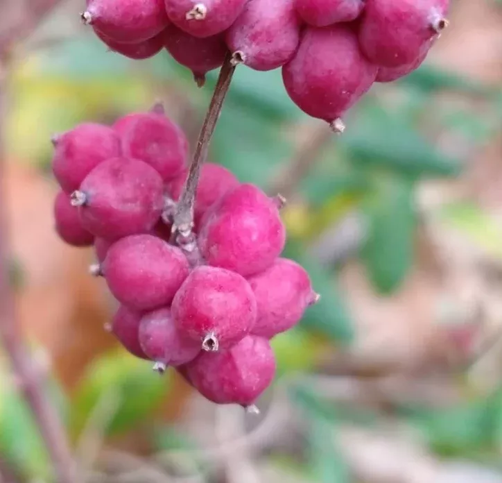 Indian Currant Seeds
