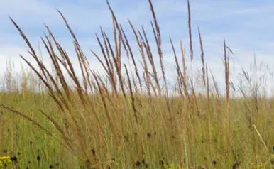 Indian Grass - 1 Gallon