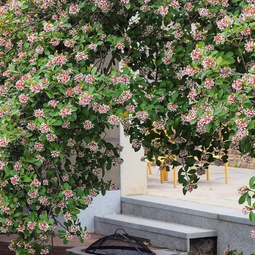 Indian Hawthorn Seeds (Rhaphiolepis indica) Spring Flowering Evergreen Shrub