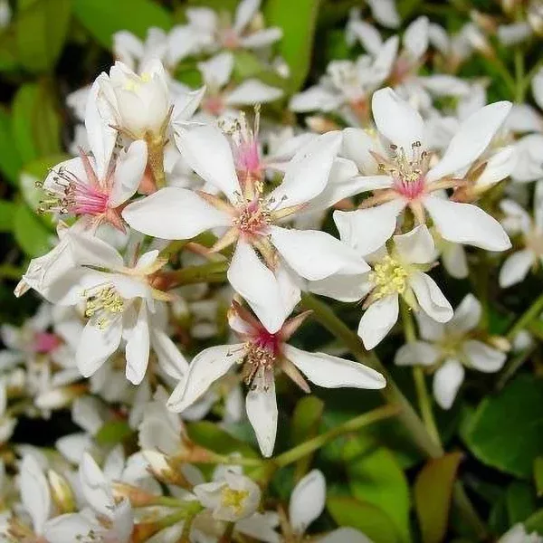Indian Hawthorn