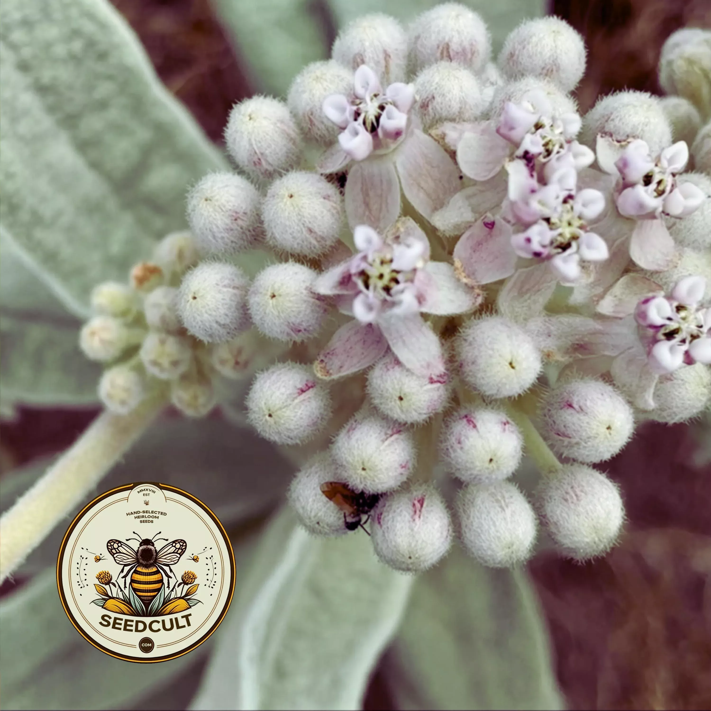 INDIAN MILKWEED