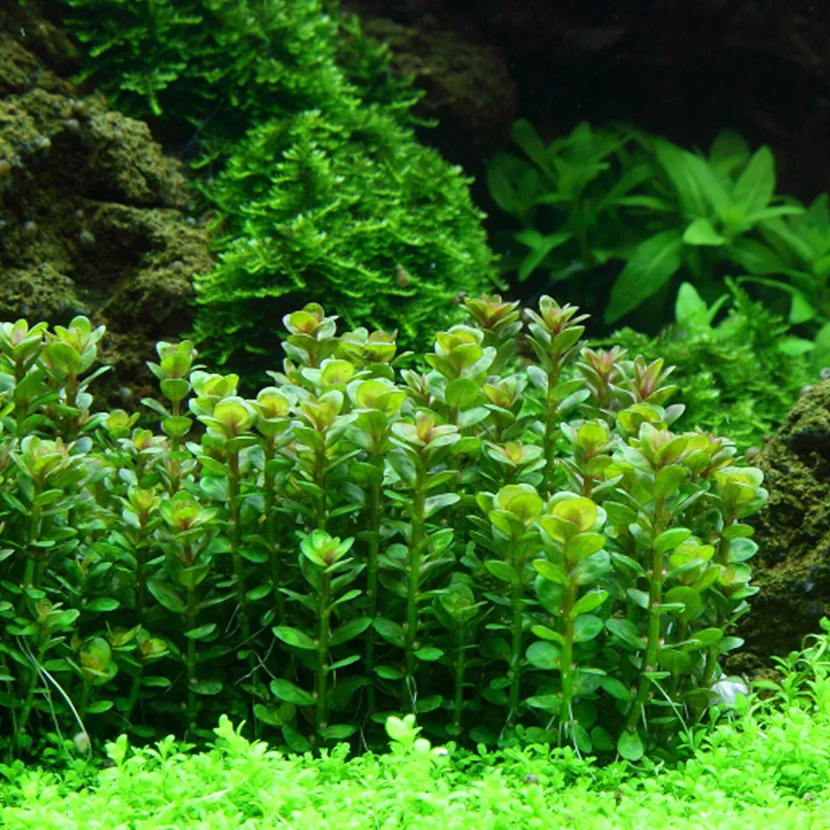 Indian Toothcup (Rotala indica) – Live Aquatic Plant for Aquascaping, Freshwater Aquariums, and Planted Tanks