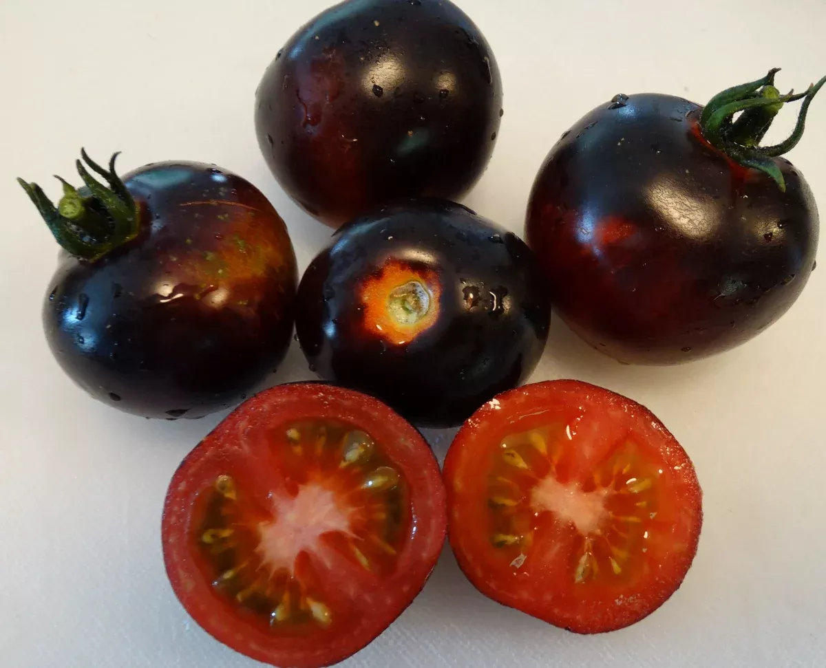 Indigo Rose Tomato