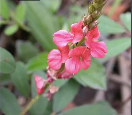 Indigofera pseudotinctoria seeds