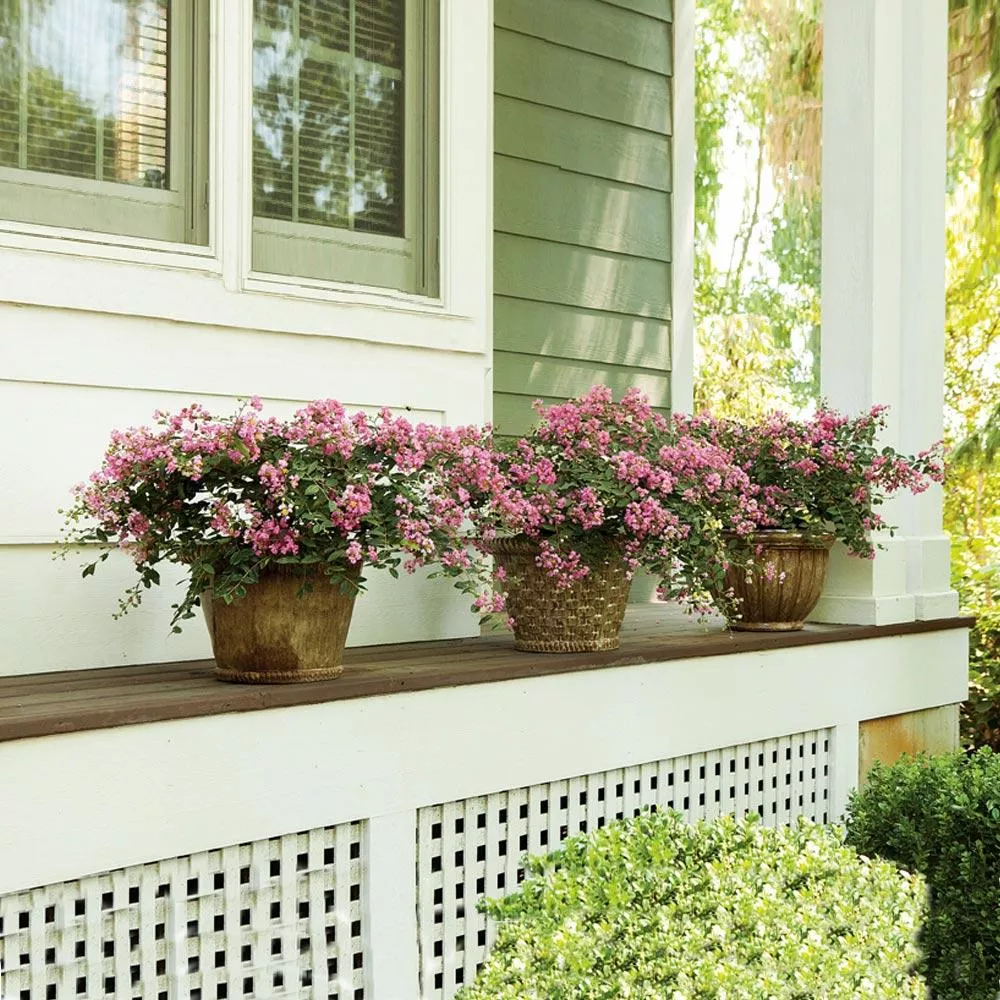 Infinitini Brite Pink Dwarf Crape Myrtle Tree
