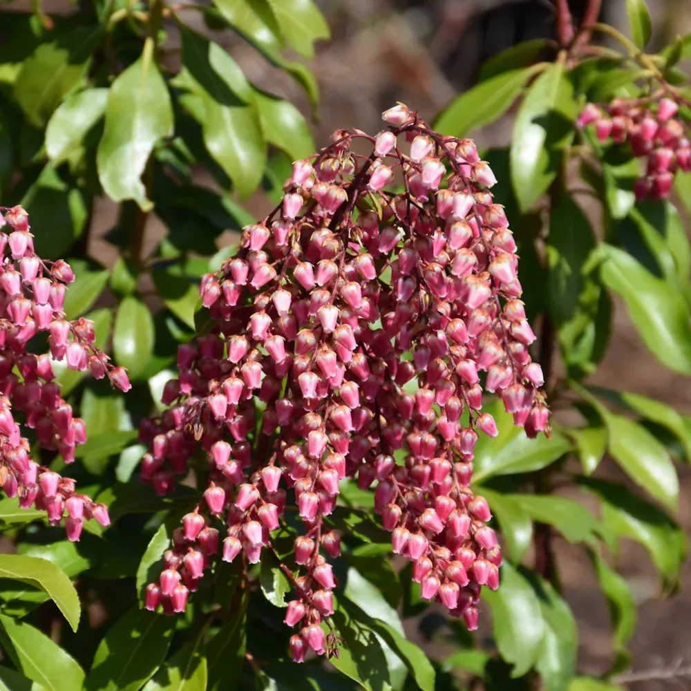 Interstella Lily of the Valley Shrub