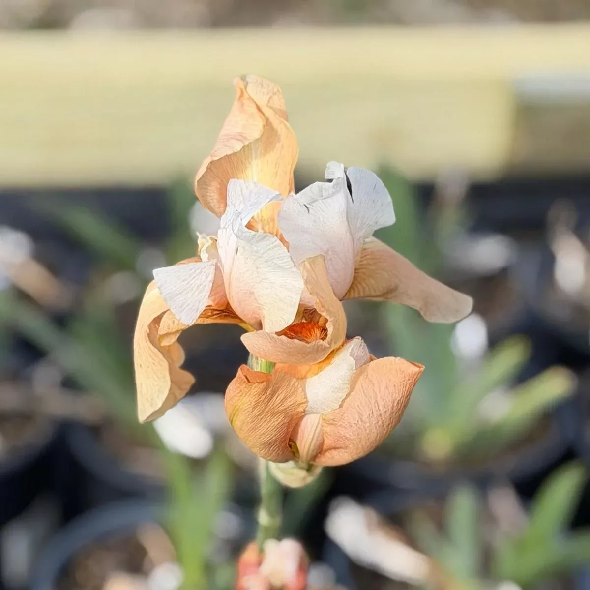 Invitation Bearded Iris