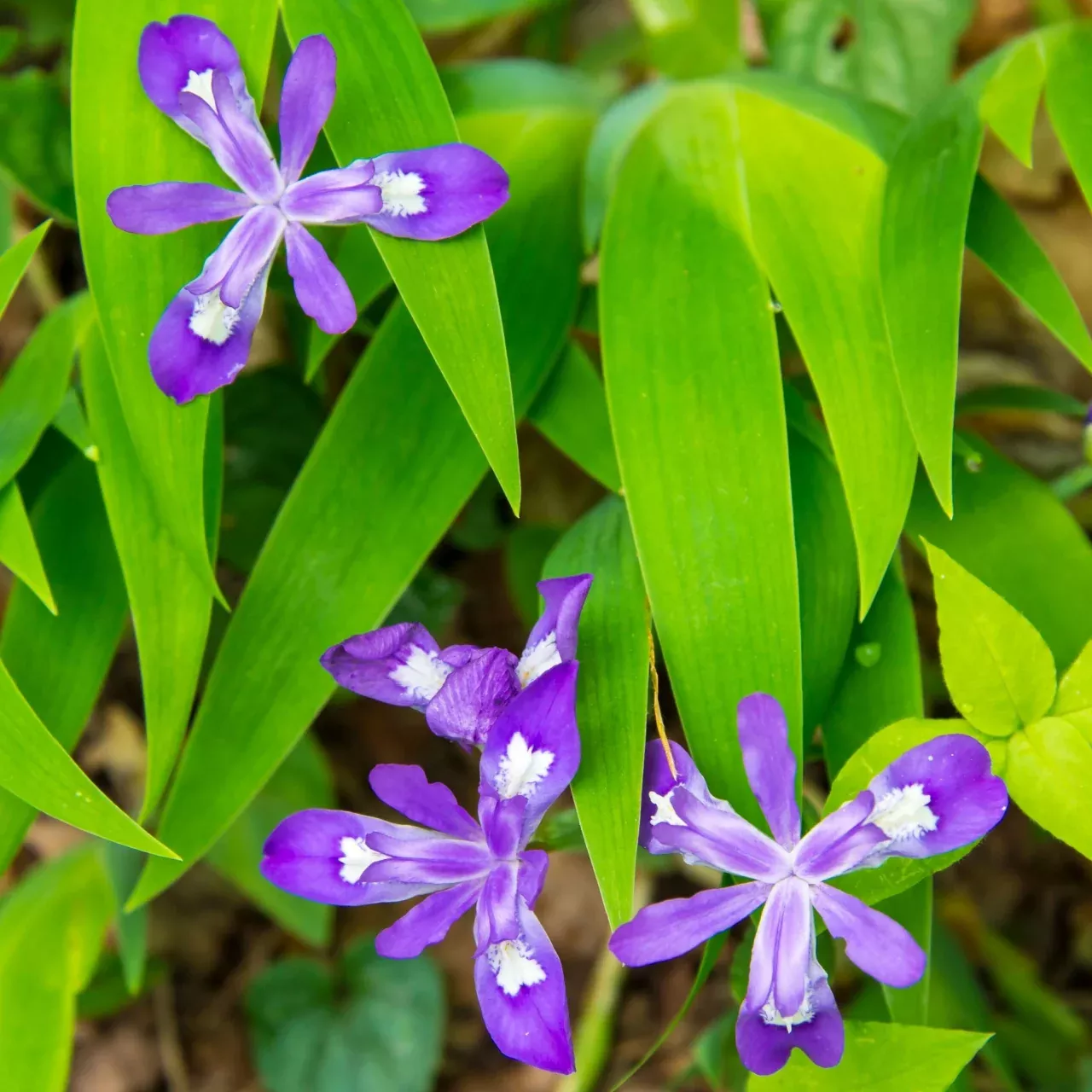 Iris Cristata