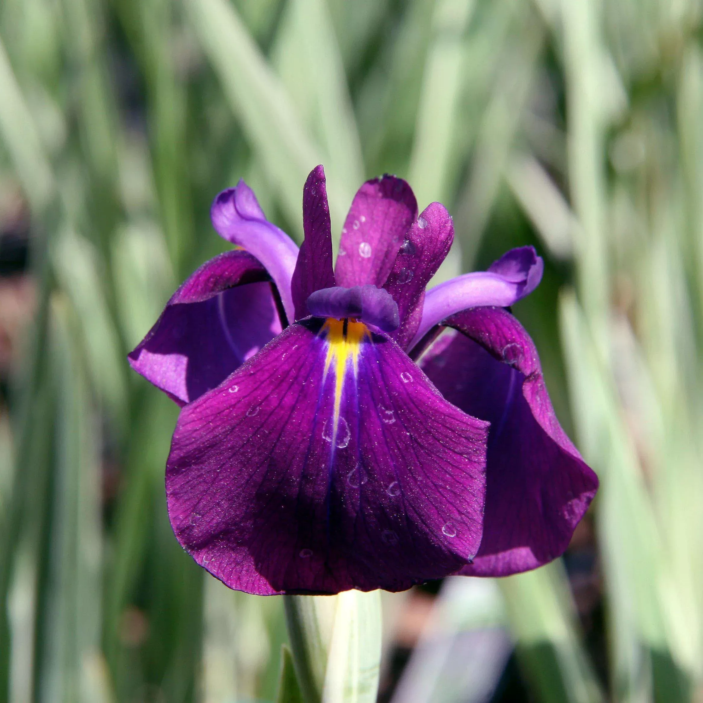 Iris ensata 'Variegata'- Variegated Japanese Iris