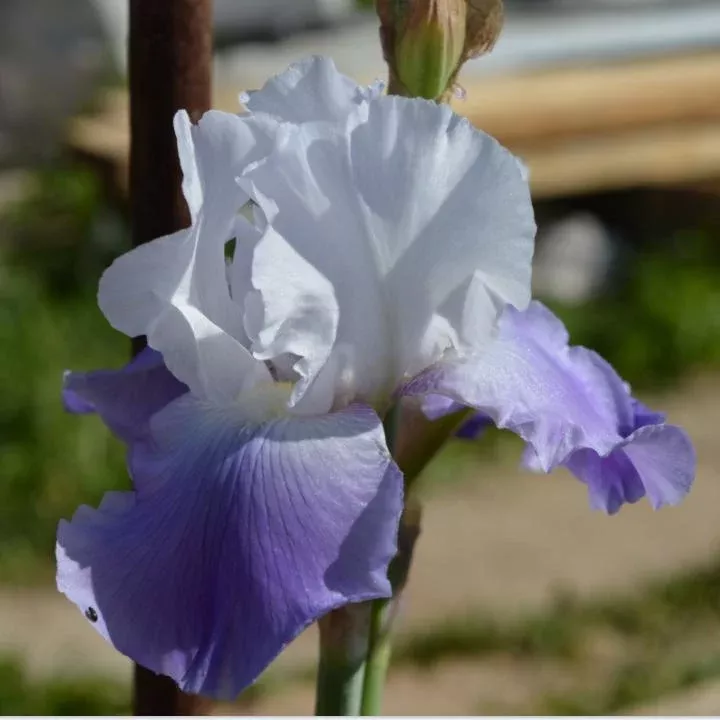 Iris germanica 'Clarence'- Clarence Bearded Iris