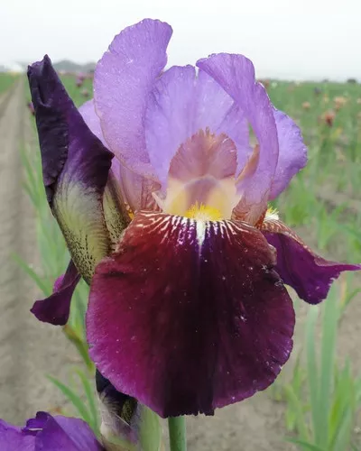 Iris germanica 'Wine And Roses' / Bearded Iris
