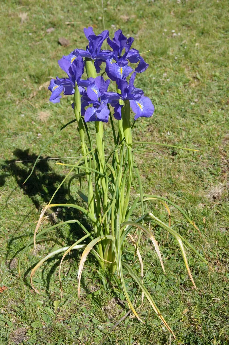 Iris latifolia Seeds - English Iris