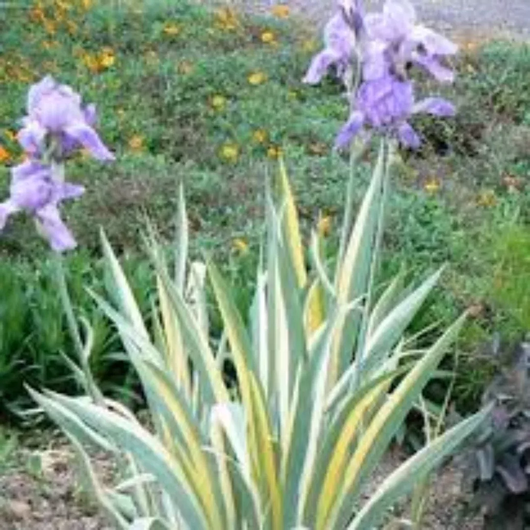 Iris Pallida Aureo Variegata Zebra Iris