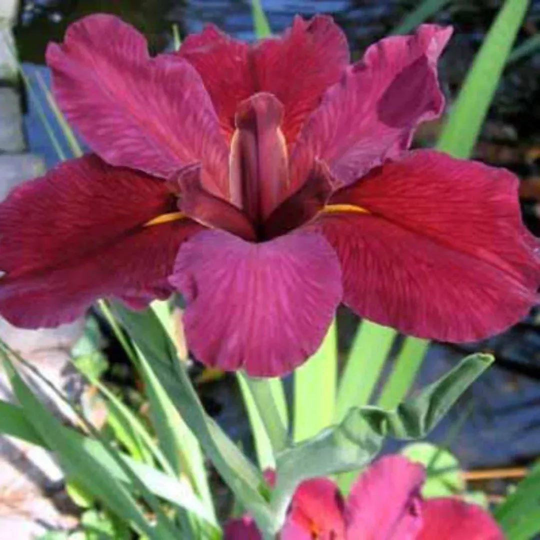 Iris Red Velvet Elvis