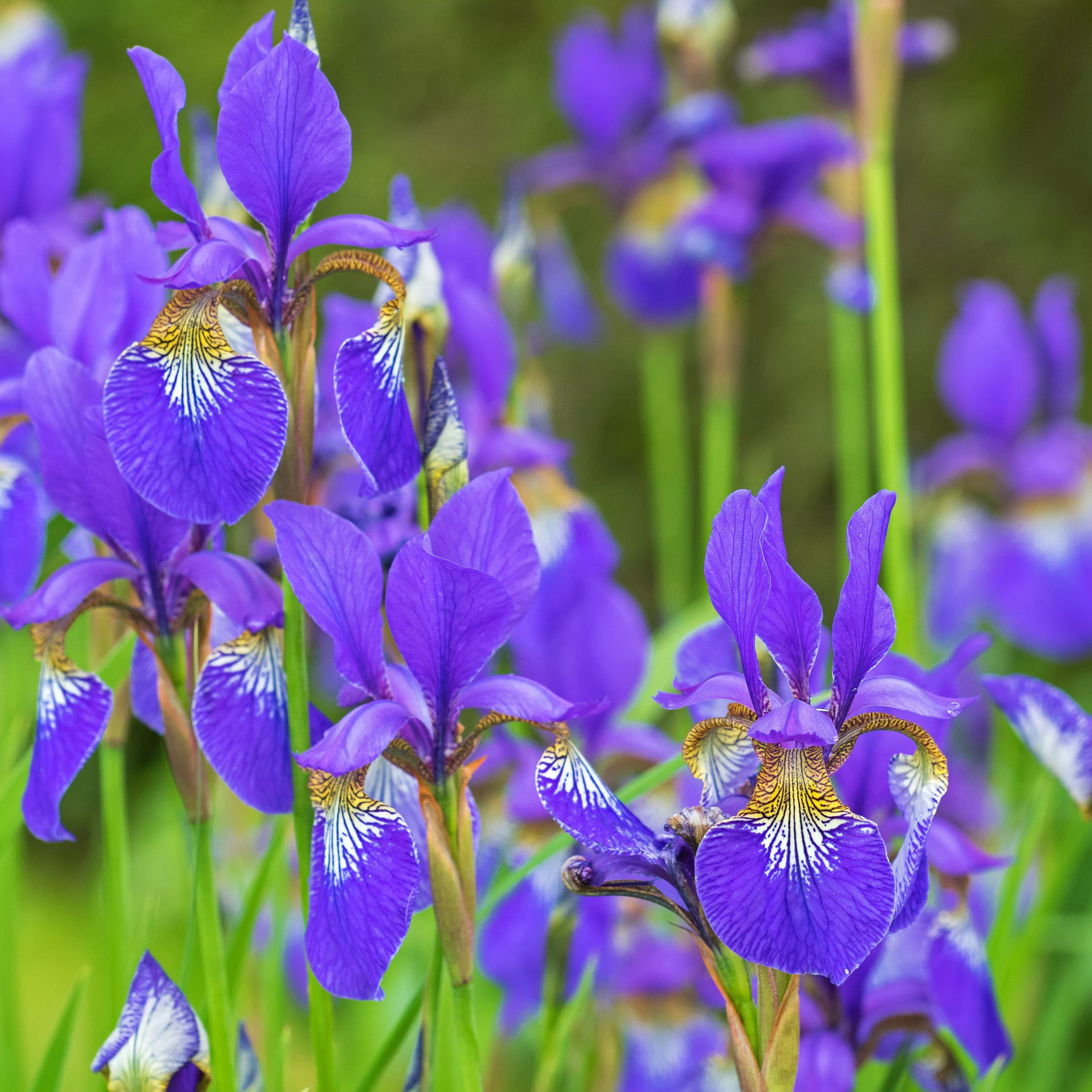 Iris sibirica 'Caesar's Brother'- Caesar's Brother Siberian Iris