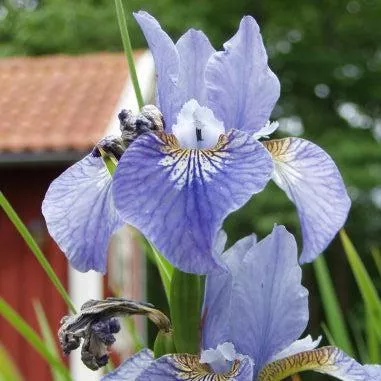 Iris sibirica 'Cape Cod Boys'- Cape Cod Boys Siberian Iris