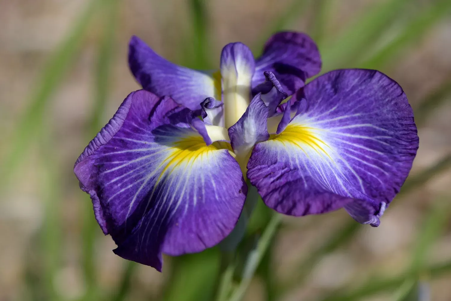 Iris