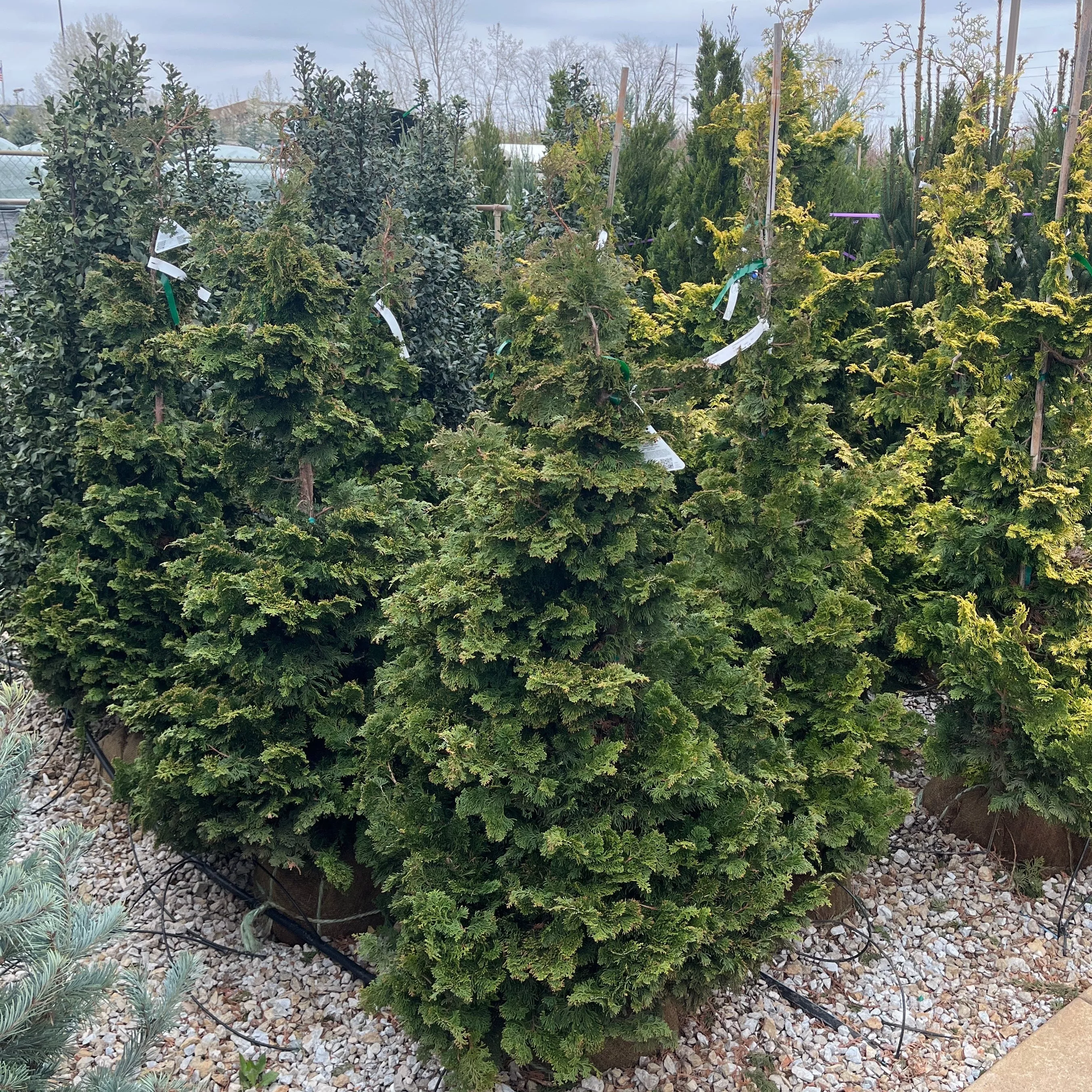 Iseli Green Hinoki Cypress - Chamaecyparis obtusa - 4-5 Foot Ball & Burlap Evergreen Tree