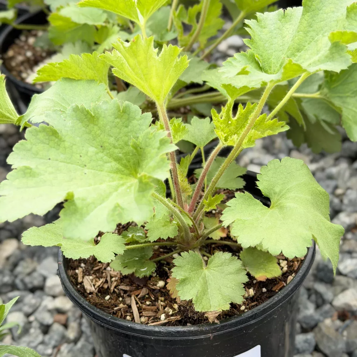 Island Alum Root