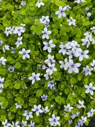 Isotoma fluviatilis / Blue Star Creeper