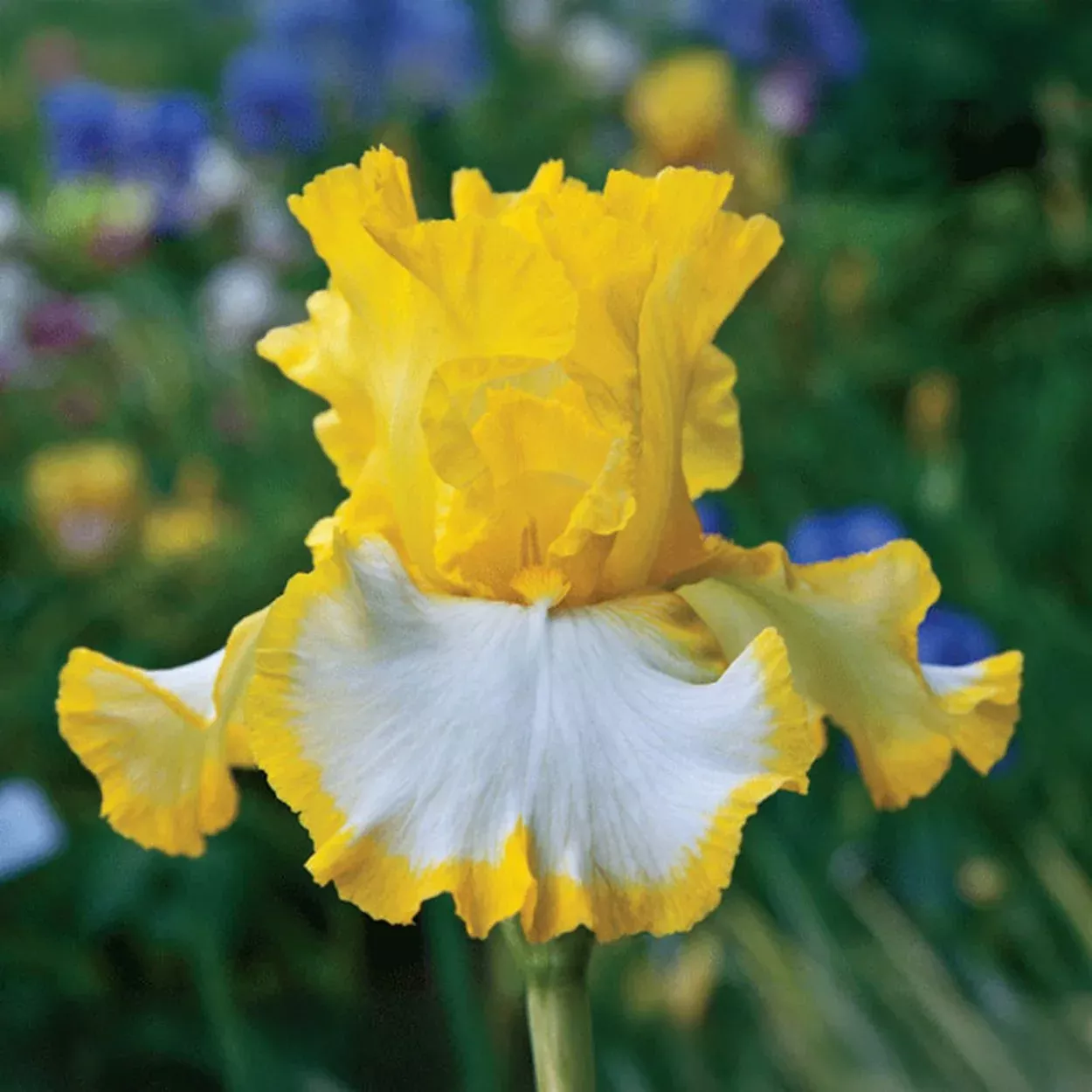 It's Magic Bearded Iris