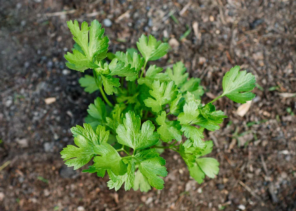 Italian Giant - Organic Parsley Seeds