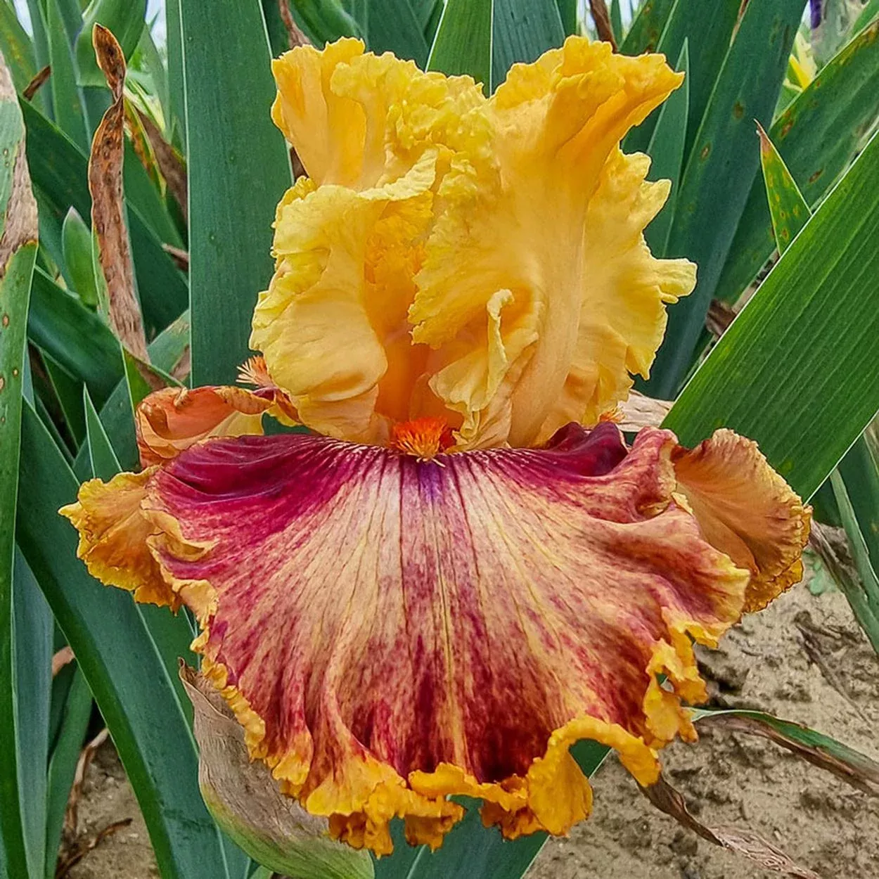 Italian Master Bearded Iris