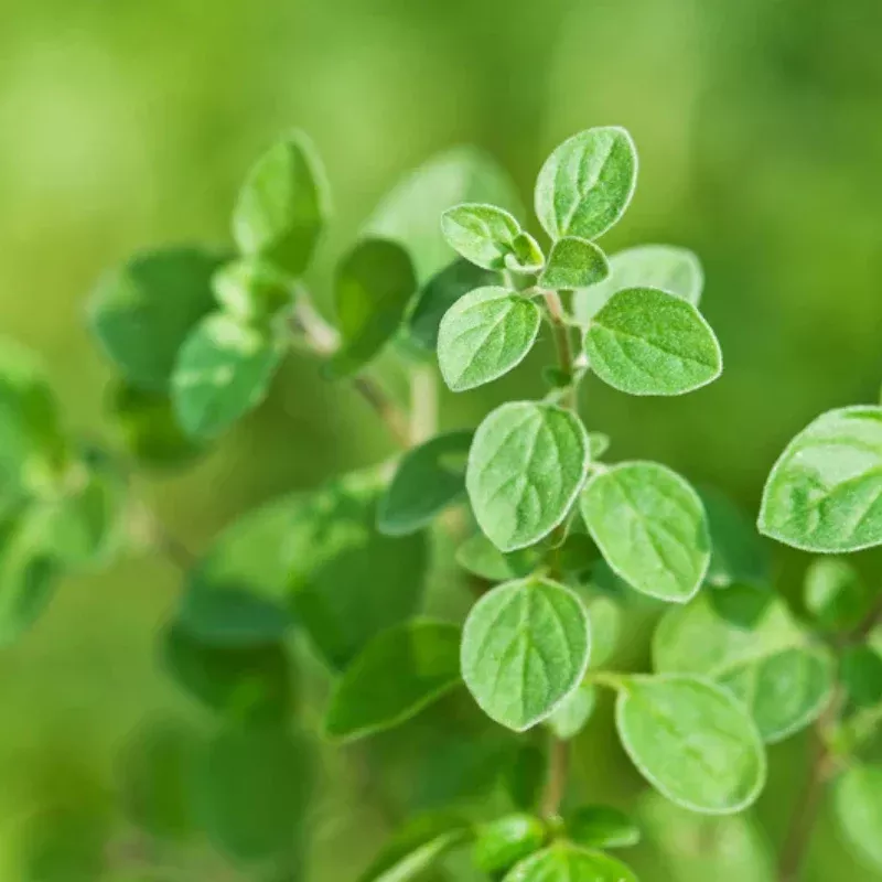 Italian Oregano Plant Plug (Origanum vulgare 'Italian') – Classic Culinary Herb with Robust Flavor for Garden and Kitchen Use