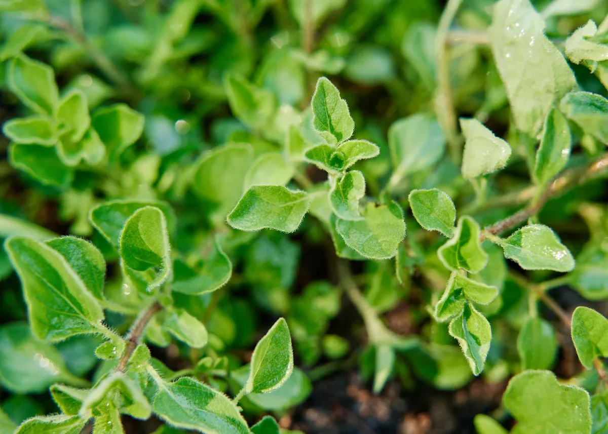 Italian - Organic Oregano Seeds