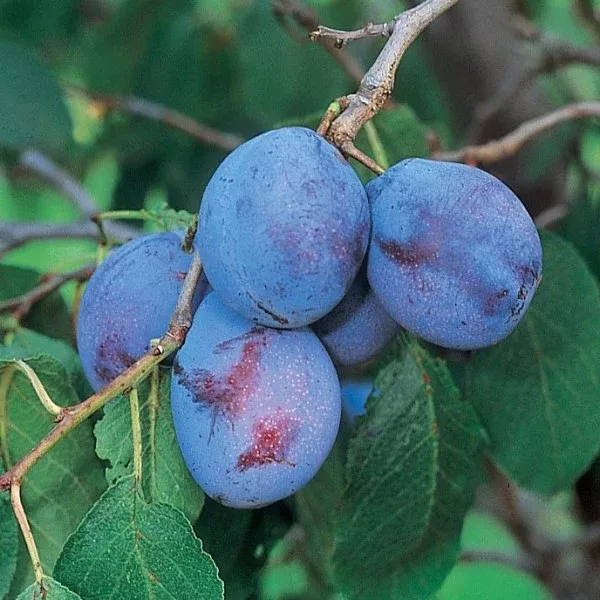 Italian Prune Plum