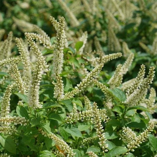 Itea Fizzy Mizzy Sweetspire - 2 Gallon Pot