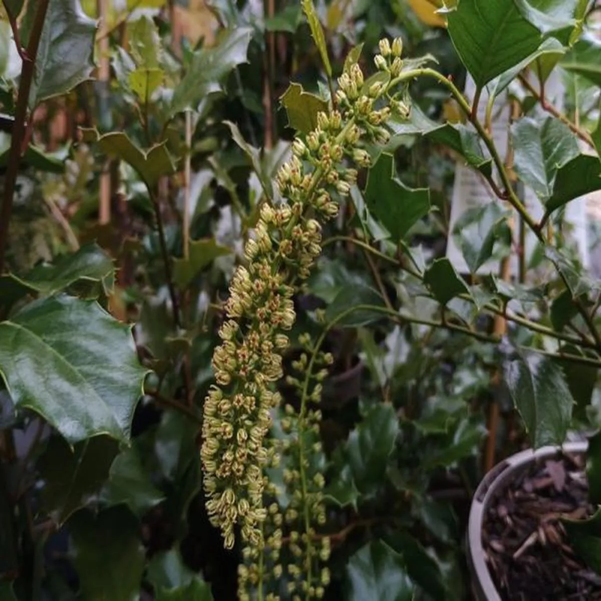 Itea ilicifoliaHolly-leaved sweet spire