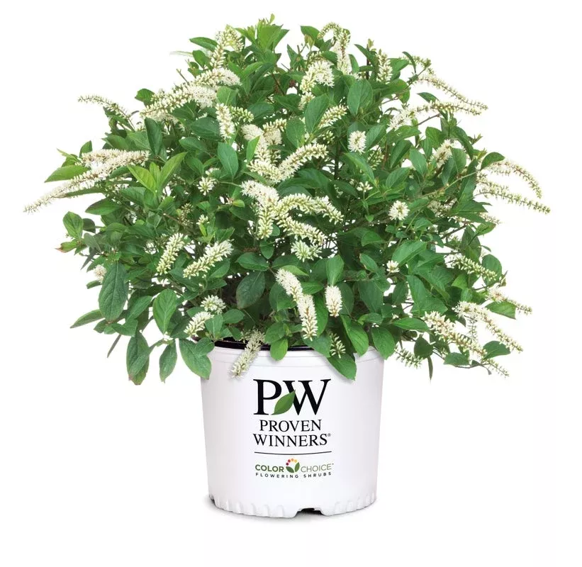 Itea Scentlandia - 2 Gallon