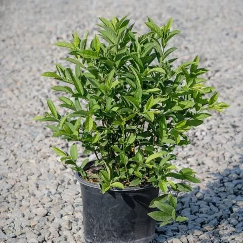Itea virginica 'Henry's Garnet'- Henry's Garnet Sweetspire