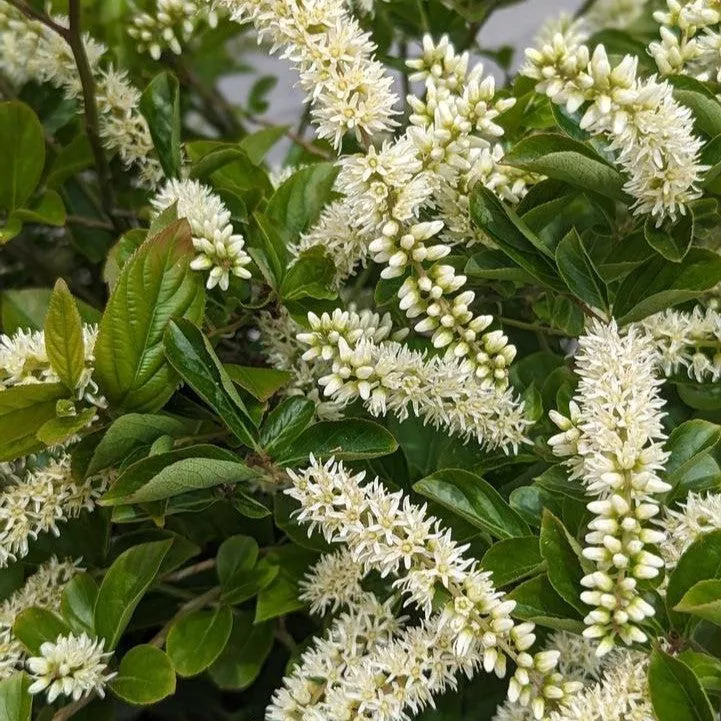 Itea virginica 'SMIHGRS'- Fountains of Rouge™ Sweetspire