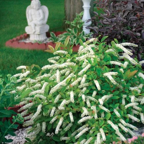 Itea virginica 'Sprich'- Little Henry Sweetspire
