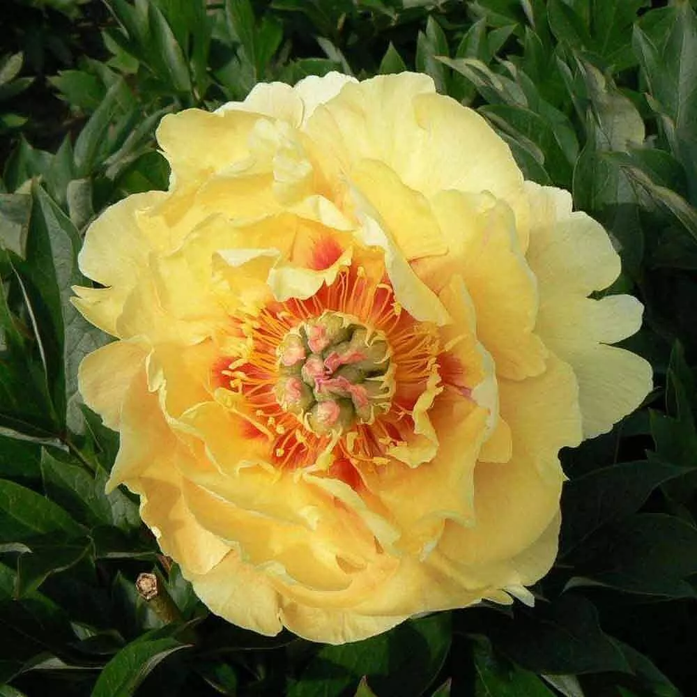 Itoh Peony