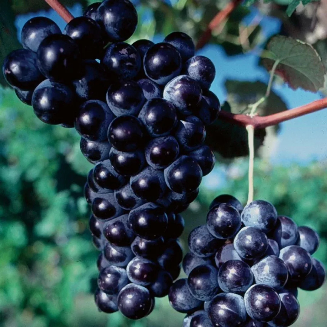 Ives Seedless Grape