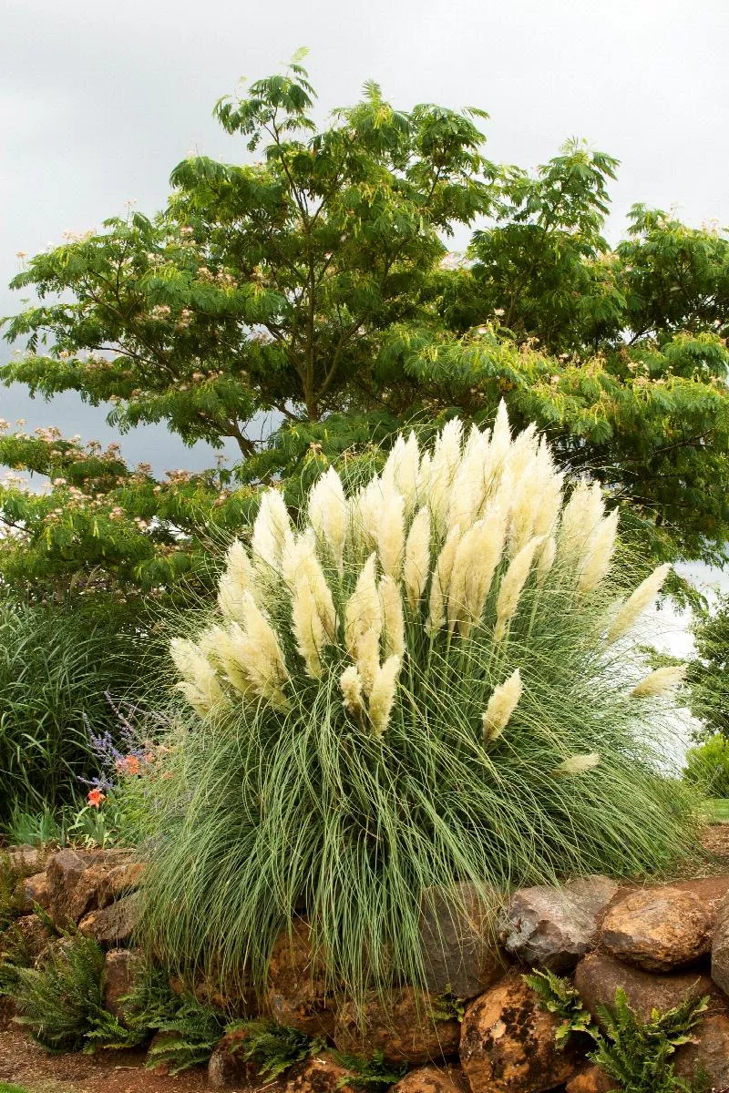 Ivory Feathers Dwarf Pampas Grass