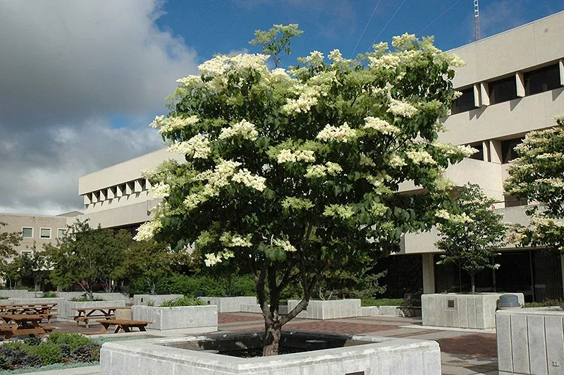 Ivory Silk Japanese Tree Lilac - Syringa reticulata - 10 Gallon Potted Tree